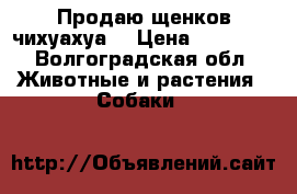 Продаю щенков чихуахуа. › Цена ­ 13 000 - Волгоградская обл. Животные и растения » Собаки   